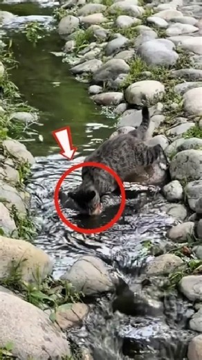 A FISHING CAT? (FIND OUT) 🐱😱🐟 #cat #shorts