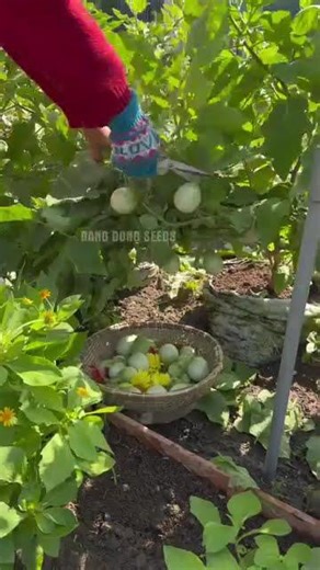 Cà ngọt giòn ngon, cây siêu sai trái và dễ trồng lắm ạ 13 #nôngnghiệp #farming #nongcamquynh