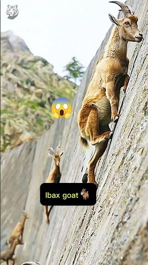 Ibex Mountain Climber Goat | Unbelievable Wall-Climbing Skills