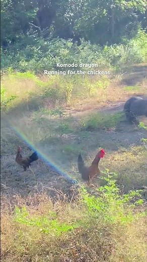 KOMODO DRAGON RUNNING FOR THE CHICKEN #komodo #komodoisland #animals