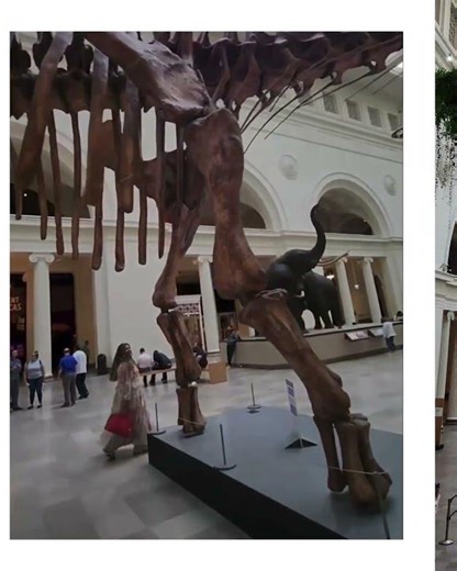 Walking on 300-Million-Year-Old Stone | The Architecture of the Field Museum