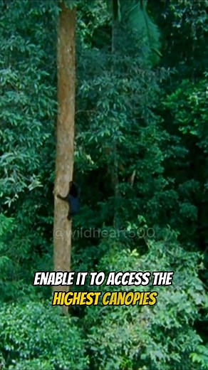 2.7K views · 73 reactions | Sun Bear | Smallest Bear on Earth #sunbear #wildlife #animals | Wild Heart | Facebook