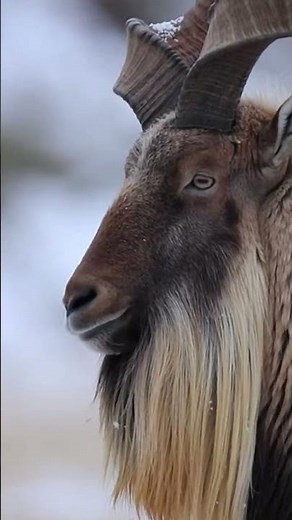 Brave Mountain Goat Protects Her Newborn in the Snow | Wildlife Survival Moment #animals