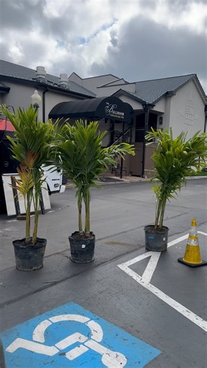 4.2K views · 259 reactions | Is it the official start of summer when the  palm trees show up? | Chesapeake Inn Restaurant and Marina | Facebook