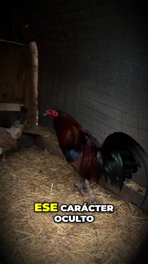 El Misterio Johnny Jumper_ Paciencia y Gallos Finos.#GallosDePrimerNivel #gallosfinos #criadoresdegallos #galleras #gallos | Gallo Fino