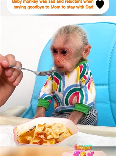 Baby monkey was sad and reluctant when saying goodbye to Mom to stay with Dad #monkey #pet #pets #monkeybibi #bibi