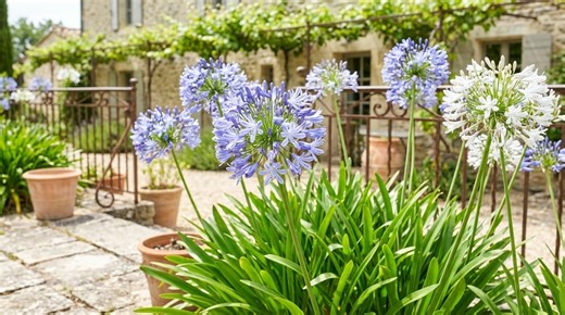 Agapanthes : faites ces 3 gestes dès le printemps pour une floraison inattendue qui va stupéfier vos voisins