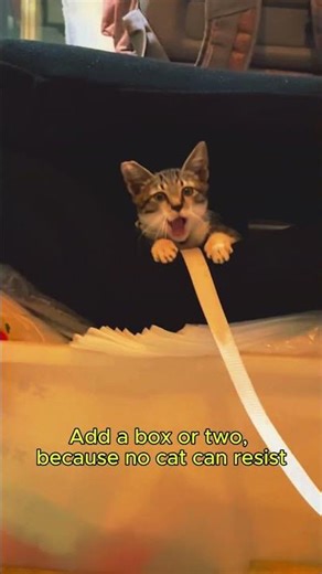 Creating a Space Your Cat Will Never Leave #catcomfort