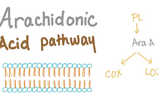 Arachidonic Acid Pathway...Best Explanation!