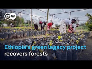 Ethiopia's green legacy initiative helps forests to recover
