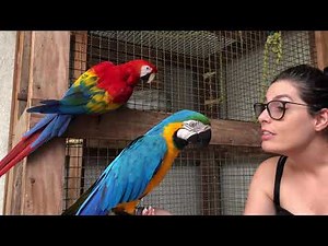 Macaws fighting for their owner's attention