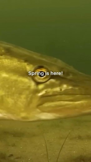 131K views · 1.6K reactions | THREE key TIPS for spring pike fishing #pikefishing #anglerlife #fishing #FishingVibes #fishingtrip #fishingaddict #fishinglife #pike #anglinguk #AnglingAdventures #angling #fishingislife #fishinglife #fishingdaily #anglerfish #AnglersParadise #fisherman #fishermanlife #angler #FishingVibes #fishingvideo #fishingvideos #fishingtips #fishingtiktoks #fishtok #fishingvideos | LoughRee Lanesborough Angling Hub | Facebook