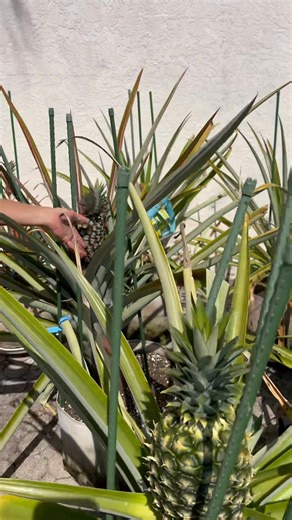 70K views · 2.9K reactions | First MASSIVE DIY Pineapples of 2025! | Darcizzle Offshore | Facebook