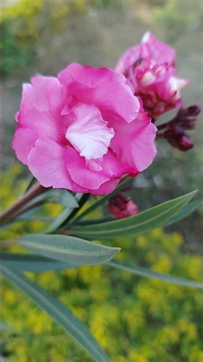 Beautiful Kaner Flower | Nerium Oleander | Bablu blogs #oleander #kaner #shorts