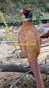 Buff Ringneck Pheasant #woodsideloft #pheasant #gamebirds #chicken #poultry Woodside Loft | John Hawley