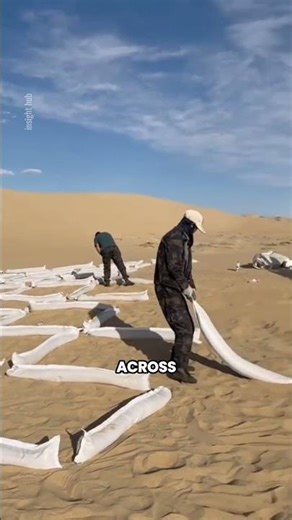 How China Turns Deserts Green Using Simple Sand Grid Technology