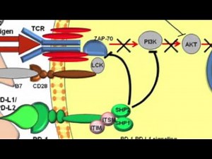PD-1, PD-L1 role in immune system inhibition