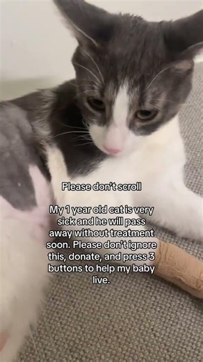 Meet Timothee my 1year old tabby who needs urgent surgery and Chemotherapy Treatment.