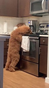 Funny Goldendoodle Videos Compilation