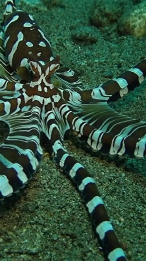 38K views · 2.1K reactions | What do you call a wunderpus octopus with a great sense of humor? A real 'ink-spiration' in the ocean comedy scene! 來 #octopus #ocean #underwaterphotography | Critter Hunter | Facebook