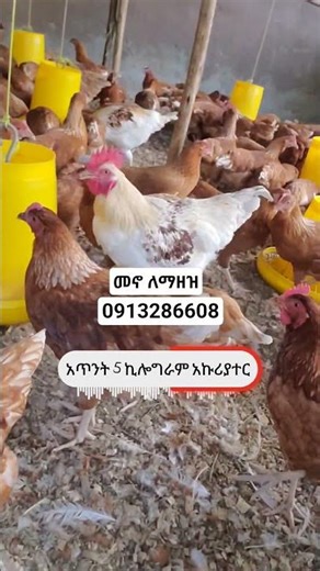 የቄብ ዶሮ መኖ እንዴት ይዘጋጃል? #ethionews #chicken #ethiopia