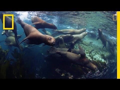 Three New Marine Parks Protect Stunning Biodiversity | National Geographic