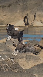 Bald Eagle vs Bald Eagle. A thrilling display of dominance and territorial defense. . . . #eagle #eagles #baldeagle #birdsofprey | Ta2020photography