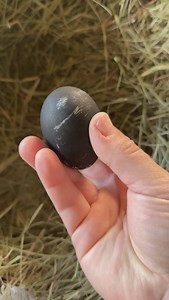 Only two ducks have the potential to lay black eggs and the Cayuga is one of them. We started raising this breed about seven years ago to help with preserve this breed as it was listed as at risk on the livestock conservancy list. These ducks are incredibly friendly and very hardy in cold or hot weather. #homesteading #duck #egg #farm #selfsufficient #growyourownfood #homestead #home #black #garden | The Heath Stead