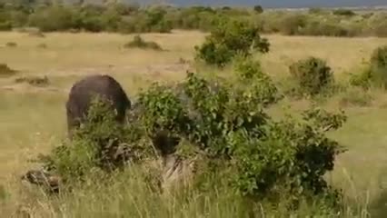 7.9K views · 192 reactions | Terrifying and scary fights between male giant wild buffalo. Watch what happened.....  | Make vidio | Facebook