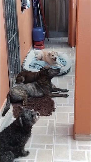 Opposite personalities : Lucky is calm and Mickey is angry 😬 #dogs #dog #life #foryou #shorts #hi