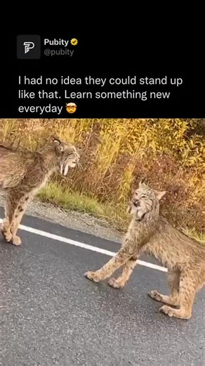 Pubity on Instagram: "😳 A lynx can stand up by using its strong, muscular legs and flexible spine. It pushes off the ground with its hind legs while balancing with its front legs, shifting its weight smoothly to rise from a sitting or crouching position. Its powerful leg muscles and sharp claws help stabilize the body, allowing it to stand quickly and gracefully, whether to survey its surroundings or prepare to move. (Eric Comp via ViralHog) #wildlife"