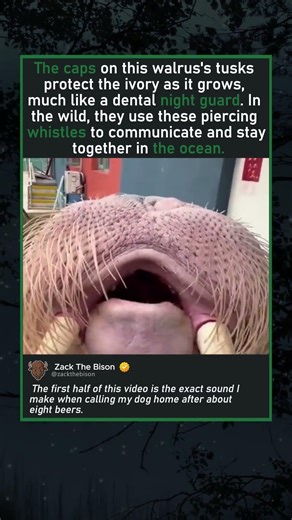 THE WHISTLING WALRUS