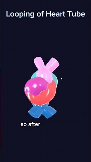 Looping of Heart Tube
