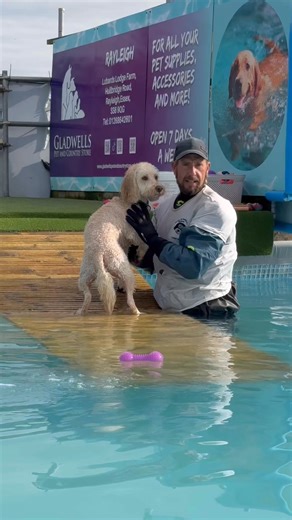 Cockapoo Theo did do well for his first time swimming 🐾💦💕🇬🇧 | Canine Dip and Dive Maldon