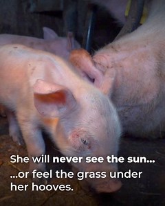 490 reactions · 95 shares | On factory farms, millions of animals live a life of suffering and cruelty. Please donate now to help save them from a life behind bars. | Compassion in World Farming | Facebook