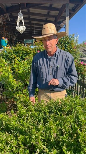 Do you grow dwarf deutzia? Here are some reasons why we love it in our front garden! #dwarfdeutzia #deutzia #garden #gardening | Petals From The Past