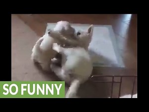 Fearless puppy takes on adult Westie