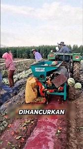 Petani ini sengaja hancurin buah semangka hanya untuk memanen bijinya untuk camilan enak.