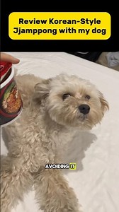 Review 'Lucky me' Jjamppong with my dog #luckyme #philippines #cupnoodle #jjamppong #review #puppy