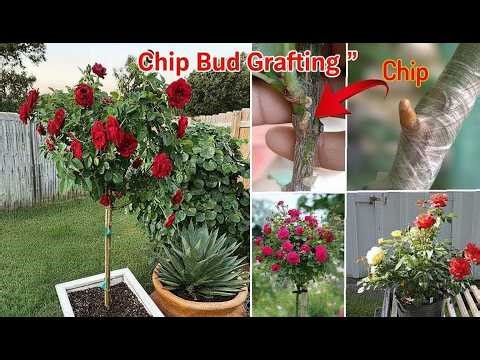 Rose Chip Grafting Made Easy 🌹 | Fast Propagation Technique for Stunning Garden Roses