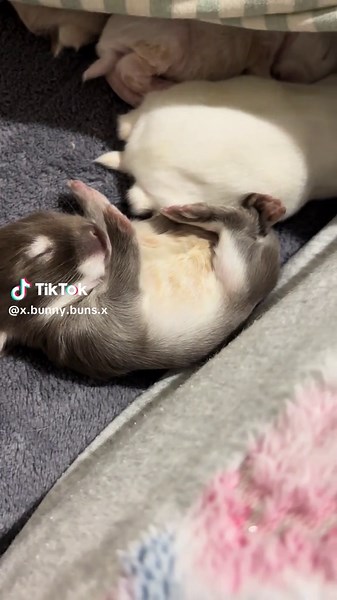 Cute Bunnies on TikTok: Adorable Rabbit Moments
