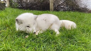 Nieuwe poolbewoner! Vandaag is er een nieuwe poolvos voorgesteld aan de groep. Deze poolvos kwam via Stichting AAP naar Blijdorp. Hij is gevonden in Spanje. Dierverzorger Stefan filmde de succesvolle introductie. De nieuweling was wel onder de indruk van de energie van het andere witte poolvosje. Die kwam in september en is inmiddels aardig 'ingeburgerd'. Onze dierentuin dient als veilige opvang waar de dieren een zo natuurlijk mogelijk leven in een groep kunnen leiden. Kom je kennismaken? | Die