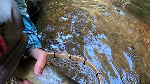 174K views · 3.8K reactions | Here's the last video of the year from our friend Drew, a.k.a. Looknfishy. Anglers should take note of how little line Drew uses here, keeping the entire fly line off the water. This ensures a better drag-free drift. | Orvis Fly Fishing | Facebook