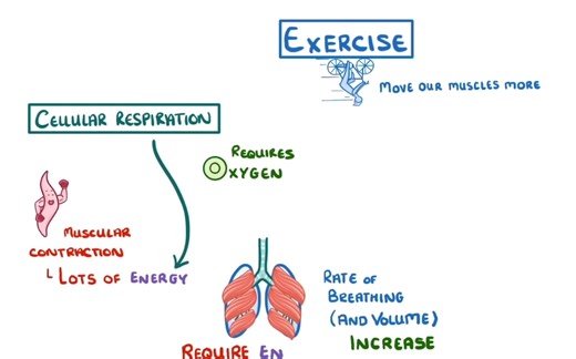 IGCSE 生物 Biology 22 运动与氧债