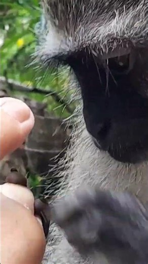 ASMR Baby Monkey Lollipop Toe Grooming And Foot Massage! Tingles Tingles Oddly Satisfying @asmr
