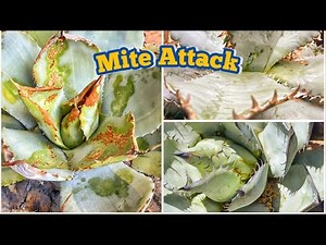 How to protect Agave from Mite/Mite Attack on Agaves.