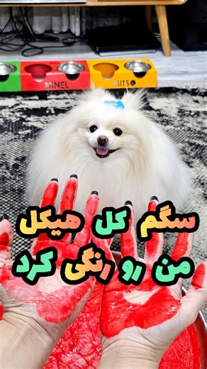 ‎پرنسس نینل(پامرانین)‎ on Instagram‎: "سگ ها هم مگه رنگ کاری بلدن؟ 😐😑😂 و اینگونه بود که سگ رنگ کار هم بوجود آمد🤣 همیشه بهم میگین لیدا تو نمیخوای بفهمی از پس این وزه بانو، نینل خانم برنمیای، اون لحظه که گرفتار میشم میفهمم ها ولی بعدش یادم میره😂به جان خودم اومدم یه کوچولو سر به سرش بزارم که نتجه اش شد این🤦‍♀️دکمه غلط کردمش کجاست😂از این به بعد به نینل میخوام بگم اوستا نینل نقاش😍😂خلاصه کار نقاشی داشتین نینل خانم هست🤣 سگ تو چطور؟ بلده نقاشی بکشه؟ 🐕🐶اگه از اکسپلور میای یه نگاه به پیجمون بن