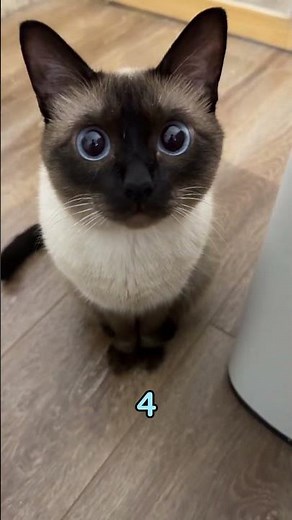 Thinking About a Siamese Know These 5 Things