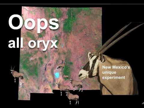 They brought camels and oryx to the Southwest. What could go wrong?