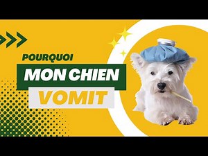 Why is my dog ​​vomiting? 🤢🐶🤔